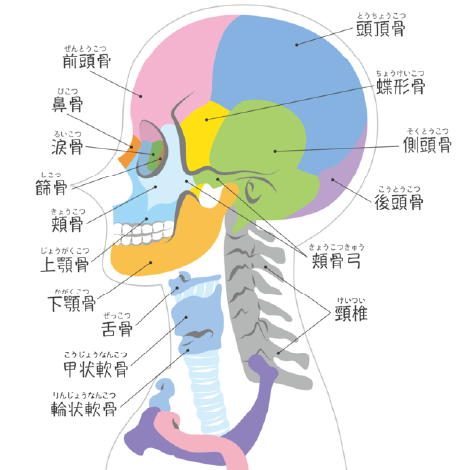 頭蓋骨のイメージイラスト